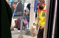 Viral Bebek Nangkring di Atap KRL Stasiun Sudimara, KAI Commuter Buka Suara