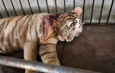 Harimau Putih Semarang Zoo Mati, Hasil Nekropsi Ungkap Saluran Pencernaan Kosong
