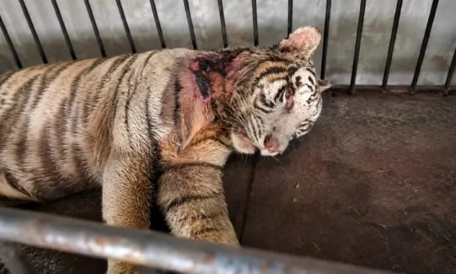 Harimau Putih Semarang Zoo Mati, Hasil Nekropsi Ungkap Saluran Pencernaan Kosong