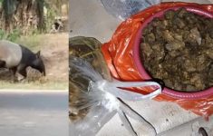 Tapir Dilindungi yang Viral di Mesuji Dimasak Rica-rica