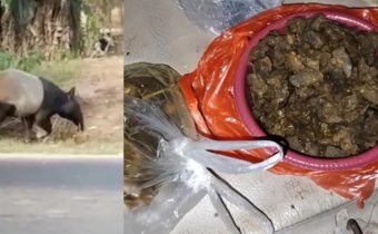 Tapir Dilindungi yang Viral di Mesuji Dimasak Rica-rica