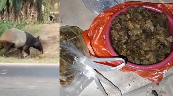 Tapir Dilindungi yang Viral di Mesuji Dimasak Rica-rica