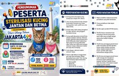 Pemprov DKI Gelar Sterilisasi Kucing Gratis