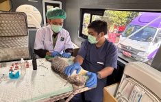 Daftar Tarif Mobil Klinik Hewan Keliling Jakarta 2026