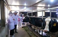 Prabowo Wacanakan Teknologi Kloning untuk Perbanyak Sapi