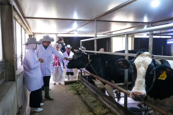 Prabowo Wacanakan Teknologi Kloning untuk Perbanyak Sapi