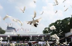 Pengadaan Burung Merpati HUT ke-81 RI Capai Rp305,25 Juta