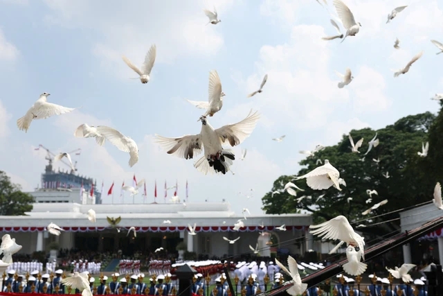 Pengadaan Burung Merpati HUT ke-81 RI Capai Rp305,25 Juta