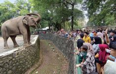 Tiket Masuk Ragunan Diusulkan Naik Jadi Rp10.000