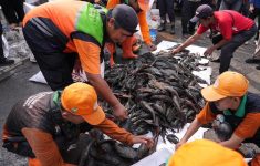 Pemprov DKI Siapkan Rp250 Juta untuk Kajian Ikan Sapu-Sapu