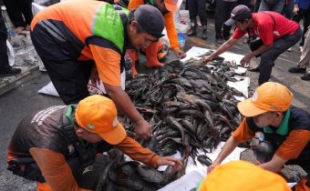 Pemprov DKI Siapkan Rp250 Juta untuk Kajian Ikan Sapu-Sapu
