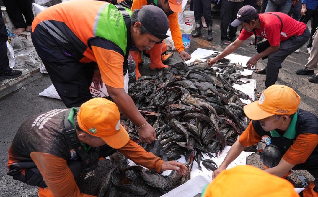 Pemprov DKI Siapkan Rp250 Juta untuk Kajian Ikan Sapu-Sapu