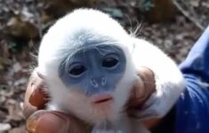 Petani Selamatkan Bayi Surili dari Kepungan Api di Gunung Ciremai