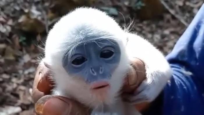 Petani Selamatkan Bayi Surili dari Kepungan Api di Gunung Ciremai